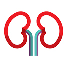 Kidney icon