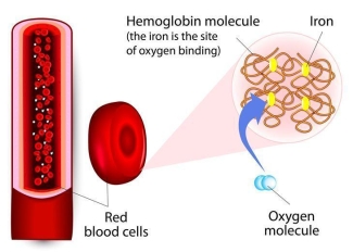 Hemoglobin and Iron