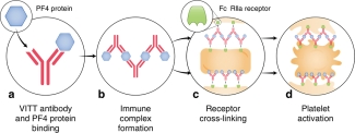 Proposed mechanism for VITT antibodies forming platelet-activating immune complexes