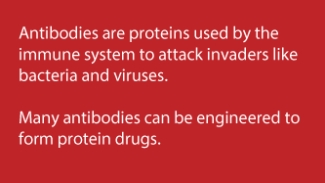 what are antibodies