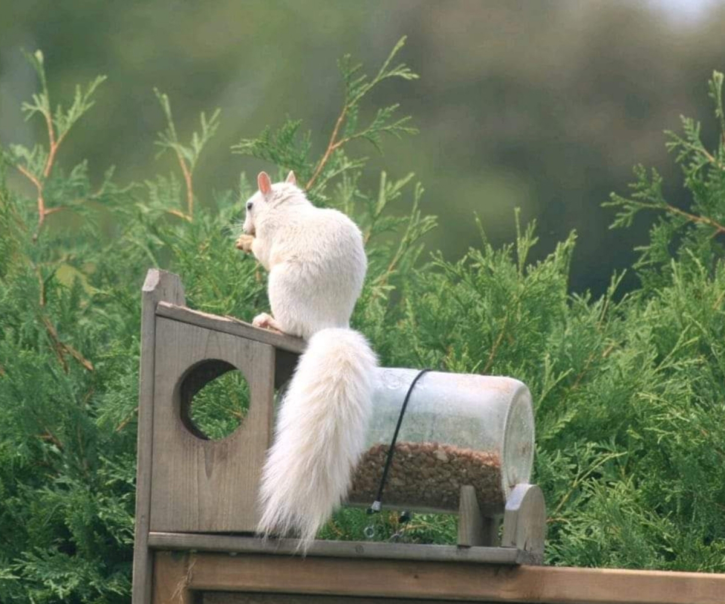 white squirrel at bird feeder